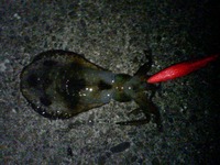 少しサイズアップ 2007/12/20 22:48:55