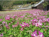 レンゲ畑 2008/04/15 19:44:01
