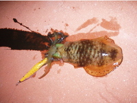 デカイカが釣れそうな気が‥ 2008/04/21 00:31:36