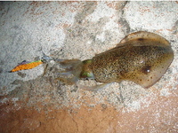 釣りラックス 2008/04/24 19:47:44