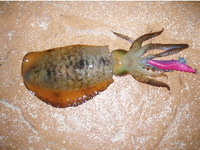 ５００グラムの壁 2008/06/17 22:36:06
