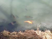 おいしい たのしい だいすき 再び 多摩湖 ウォーキング