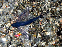 2008/06/07～8釣行