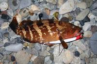 2009/06/29　リベンジ釣行大失態