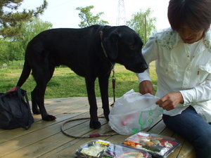 キャンプへの道のり（観光　木曽川水園）