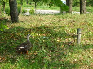 キャンプへの道のり（観光　木曽川水園）