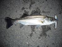 11/8の釣行 2009/11/08 21:04:09