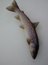 DC7が・・・ 2012/03/21 21:02:56