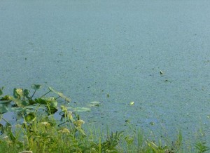 雷魚釣行８