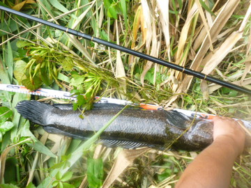 雷魚釣り（お盆）