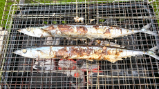 秋刀魚の炭火焼の季節になりました。じゃあ秋味飲むよね。