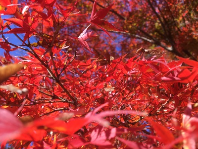 キャンプ イン ジャパン ファミリーアウトドアブログ 秋の紅葉ハイキング 天覧山から多峯主山をファミリーハイク