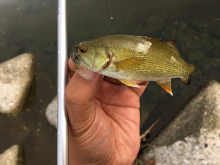 スモールマウス釣行記・・・荒川水系 スモールマウス釣行記・・・荒川水系