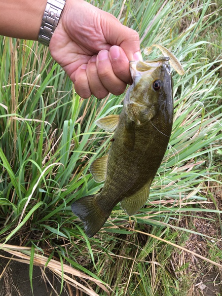 スモールマウス釣行記・・・荒川水系 スモールマウス釣行記・・・荒川水系
