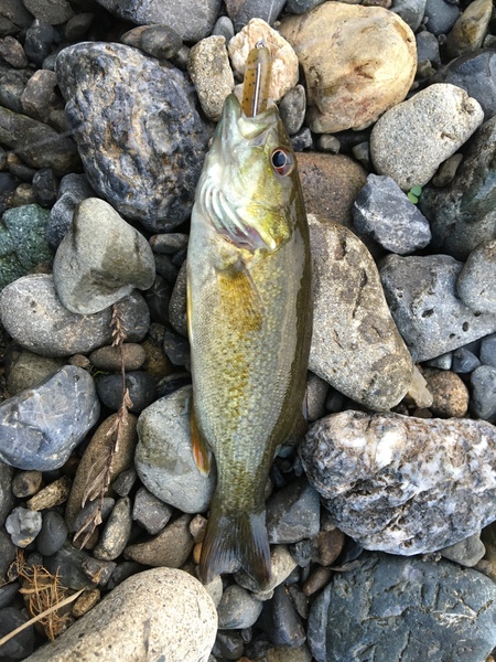 スモールマウス釣行記・・・荒川水系 スモールマウス釣行記・・・荒川水系