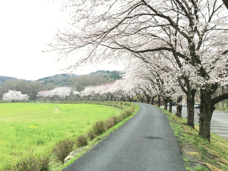 巾着田にてキャンプ！！桜が綺麗！