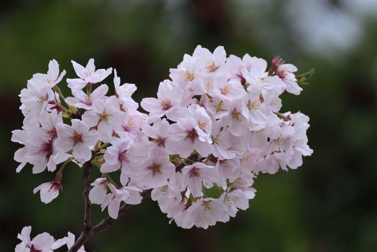 今日はデジイチで桜だよ（Ｃ-ＰＬ着けてみました）