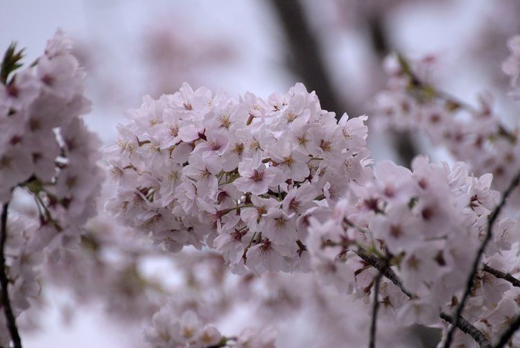 今日はデジイチで桜だよ（Ｃ-ＰＬ着けてみました）