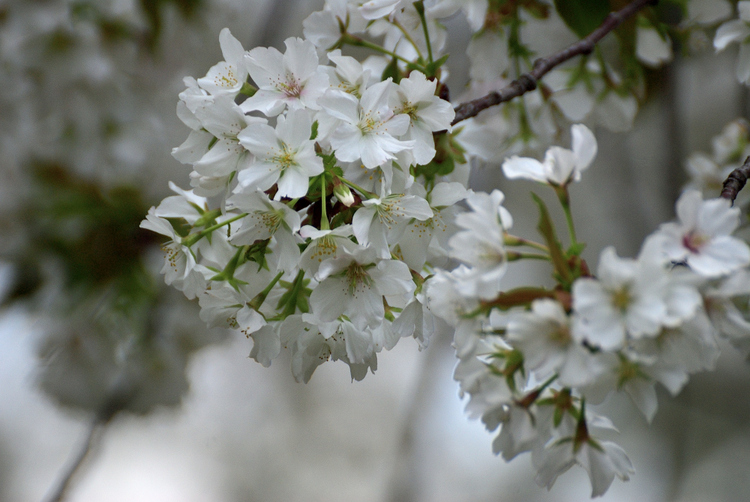 今日はデジイチで桜だよ（Ｃ-ＰＬ着けてみました）