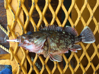 茨城ROCK FISH!!