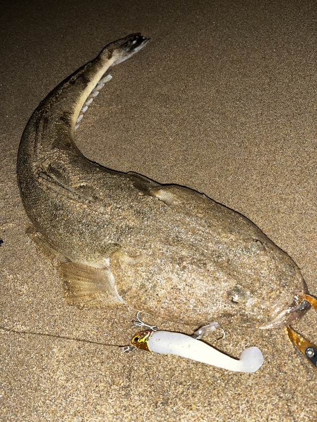 再開、8月〜の釣果