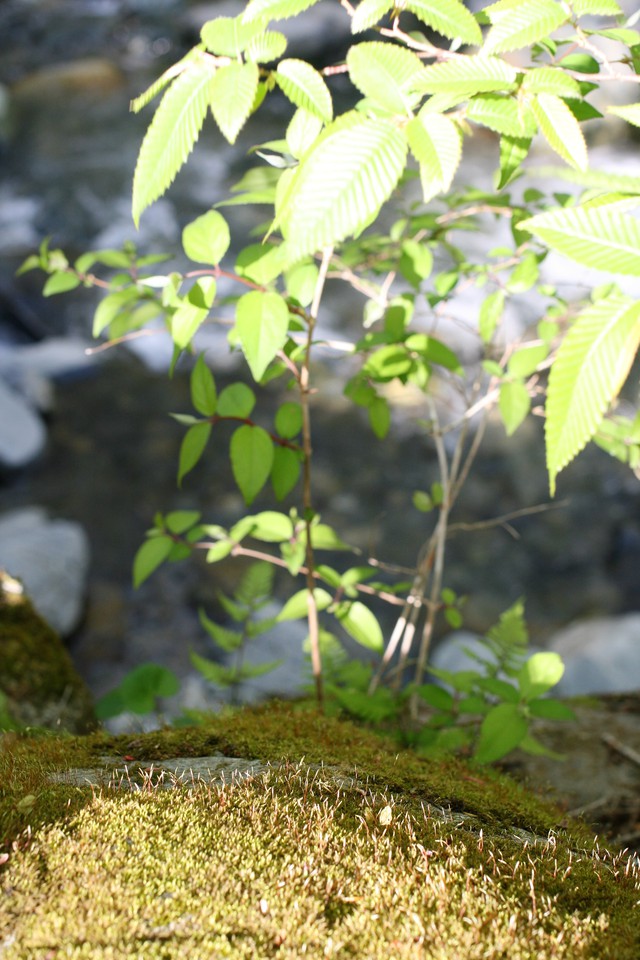 苔と川面