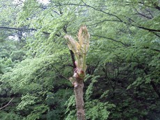 増水中につき