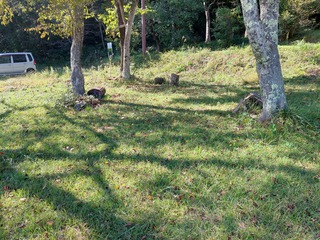 鵜の池公園キャンプ場　20241012