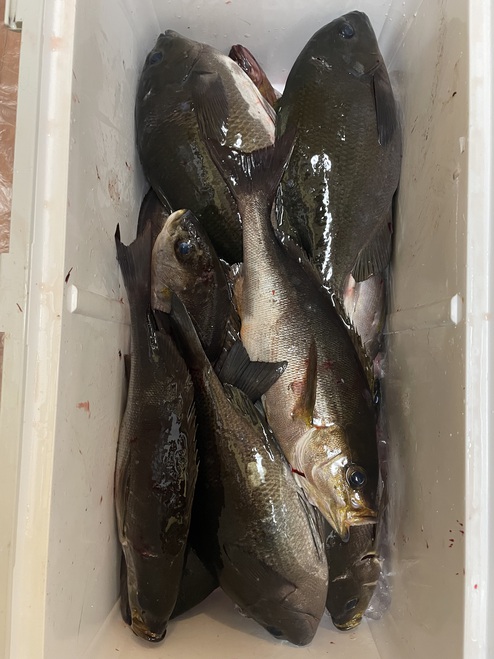 本日の釣果です