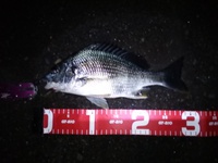 春チニング～其の７～　２０１５年４月１８日　釣行記 2015/04/21 22:53:24