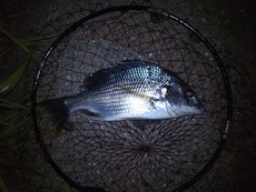 2017年9月2日　釣行記 2017/09/06 00:14:41
