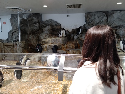 海遊館のアイドル
