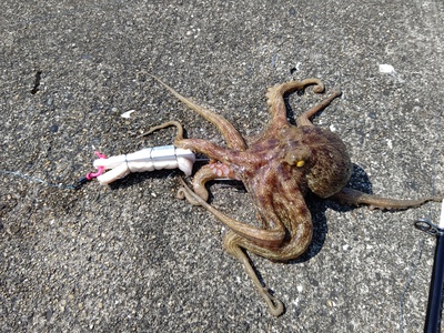 マルチアングラー またまタコを狙う