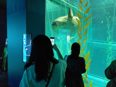 海遊館のアイドル