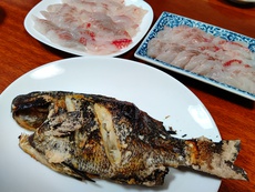 グレの塩焼き 刺身食べ比べ
