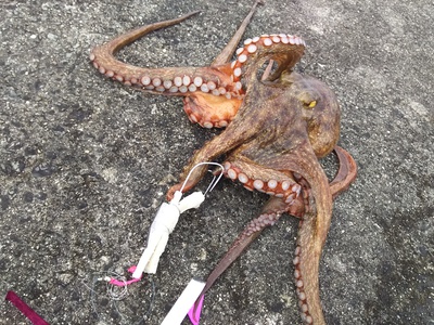 マルチアングラー タコを狙う