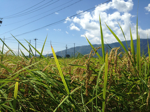 稲刈りパーティ♪　in 岐阜