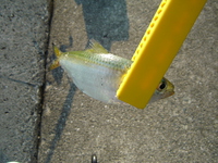 武庫一でタチウオ釣果0…。