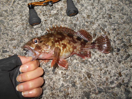 たまにはエサ釣りでも…(淡輪漁港釣行)。