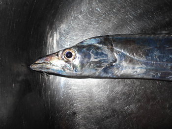 昨日の釣果（泉北周辺タチウオ釣行）。