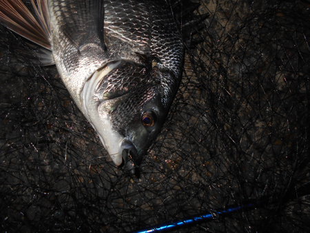 U専務の近畿釣行記 相変わらず魚影は濃い 淀川 大阪市内某河川シーバス釣行