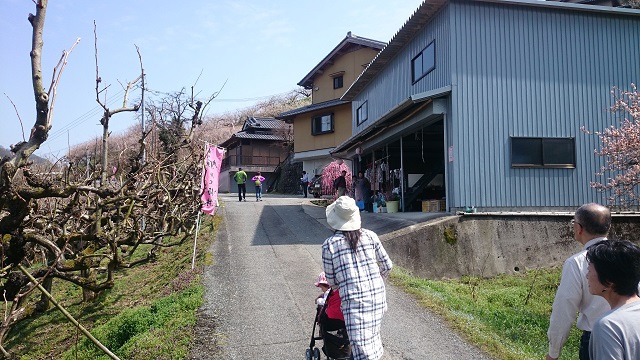 賀名生梅林が見頃だったので行ってきた