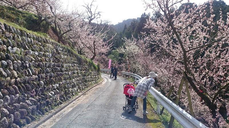 賀名生梅林が見頃だったので行ってきた
