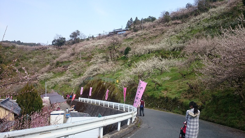 賀名生梅林が見頃だったので行ってきた