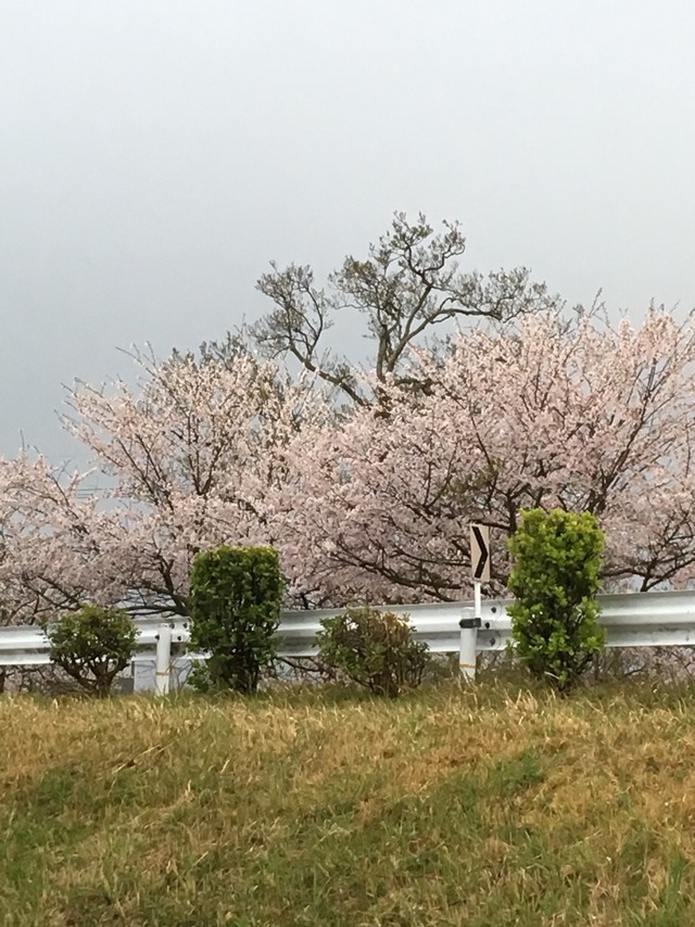 4月のキャンプ