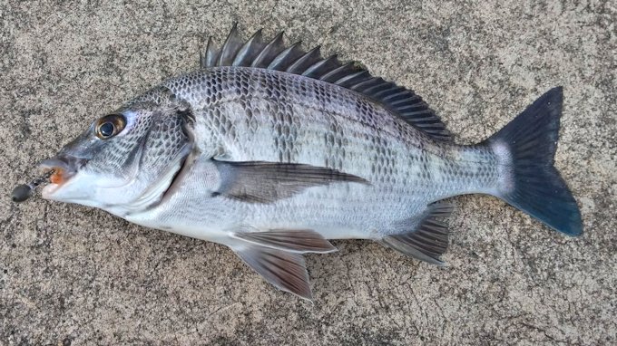 ライトショアジギングロッドで黒鯛の落とし込み＆前打ち釣り