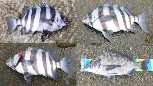 アブガルシア】 タコスフィールドでライト石鯛釣り│ちょい投げ