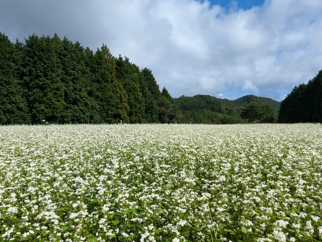 そばの花