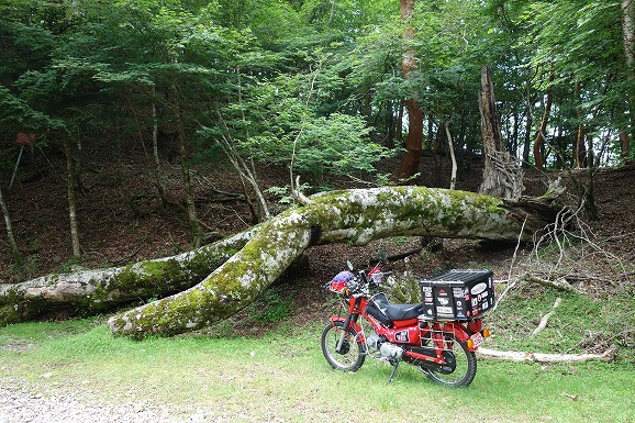 ハンターカブで剣山スーパー林道　全線制覇？