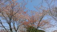 春を感じてきました♪♪